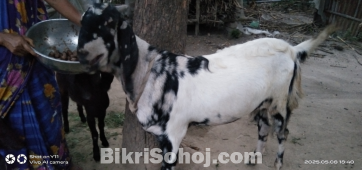 বড় খাসি ছাগল